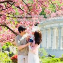 대학관 | 경희대 국제캠퍼스 겹벚꽃 4/18 실시간 포토존 주차 꿀팁