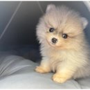 도그마루 동물병원 이미지