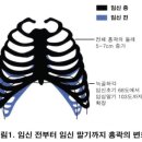 쉽게 공부하는 산후관리 - 흉곽(rib cage)의 골격 이미지
