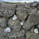 제주작은별 이미지