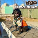 예삐하우스애견샵 | 남양주 현대아울렛 애견동반 유모차대여 반려견 놀이터 흰디하우스