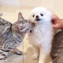 유니댕댕 이미지