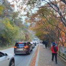 주차15 | 내장산 단풍현황,케이블카 대기현황,요금,주차,입장료,대기시간 11월 15일 후기