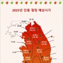 2025.단풍 절정시기.예상 (참고자료)일기도에 따라 차이가 있을수 있어요. 이미지