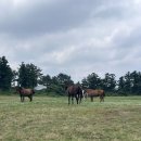 승지목장 이미지