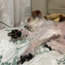 빙고네펫샵 이미지