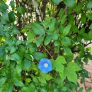 이조자원 이미지