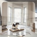 서천사랑병원 | 서천 치와와분양 계약서 앞에서 계산기를 두드리던 금요일 밤