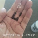 문제환농장 | 땅속의 보약, 굼벵이환으로 시작한 건강 루틴 건강만사성 굼벵이환 복용후기