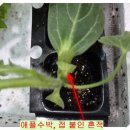 가지·애플수박·파프리카 모종 정식 전 필수 작업후기 (feat. 텃밭지기 작업일지, 밑거름·침지·경화...