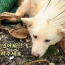 럭키켄넬 이미지