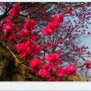 2016,4,17 / 산벚꽃 천국인 금산 보곡산리 / 환상의 홍도화 축제/ 트레킹으로 즐기기 이미지
