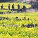 돌담이네 이미지