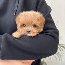 광주강아지분양 마마스미독 24시 광주봉선점 이미지