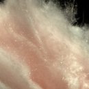 GS25 석모민머루점 이미지