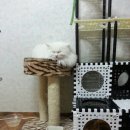 두식이 Daum카페