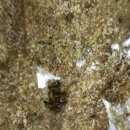 숲속의집펜션민박 이미지