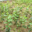 수종농장 이미지