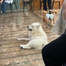 함께할개 사랑할개 이미지