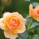 스마트폰 활용과 블로그 만들기 이미지