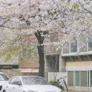주정차단속-065 | 합정 yg 벚꽃길 희우정로, 실시간 후기