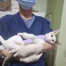 용인강남약국 | 용인 기흥 신갈동 고양이 중성화수술 믿고 맡긴 강남종합동물병원 후기