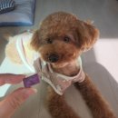 간식먹개 | 강아지동결건조간식 너만먹개 견종 맞춤형 강아지 간식 3종세트 후기