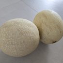 씨네트코리아 | 코스트코 허니메론 할인 구매 후기 달고 맛있는 여름 과일 멜론