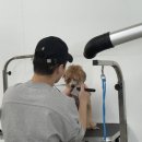 수 애견미용 이미지