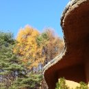 황토버섯 이미지