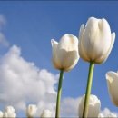 튜울립 이미지