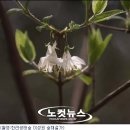 제주초록나무 이미지