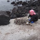 비양도 봄날 민박 이미지