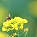 사랑비디오 이미지