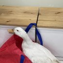 오리한마리 이미지