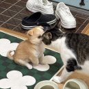 꼬마 강아지 네이버블로그