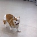 출근길 강아지 유치원 | 상무지구애견유치원 고민 끝에 선택하고 우리 강아지 달라진 하루