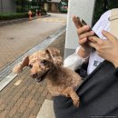 멍라밸 | [독채애견펜션후기] 모두가 즐거웠던 멍라밸 🐕