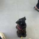 세림동물병원 이미지