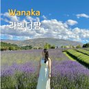 뉴질랜드팜 | 뉴질랜드 와나카 라벤더팜 알파인라벤더 비교 후기 입장권 아이스크림 기념품