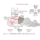 족관절과 발의 해부학과 임상운동학 이미지