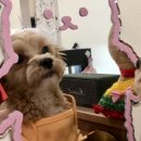 곡식이네 수제간식 이미지