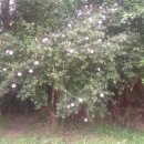 무궁화 행정사무소 이미지