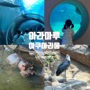 초양마루 | 내돈내산 사천 여행 데이트 아이와 실내 가볼만한곳 아라마루 아쿠아리움 후기