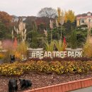 파크베어 | 세종 아이랑 가기 좋은 베어트리파크 가을 단풍 축제 후기