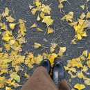 주차09 | 충남 아산 | 아산 은행나무 명소 현충사 곡교천 은행나무길 11월 09일 방문후기 (+주차 정보)