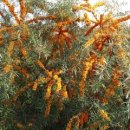 신성2호 이미지