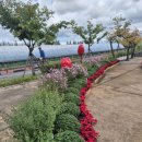 계양 아라온,꽃축제 이미지