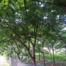 느티나무농장 이미지