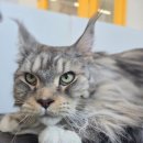 미미캣살롱&고양이호텔 이미지